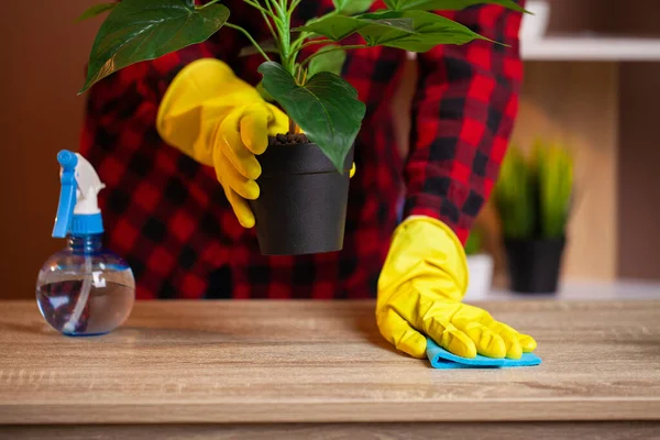 Woman cleans office in the yellow gloves wipes the dust off the office desk.