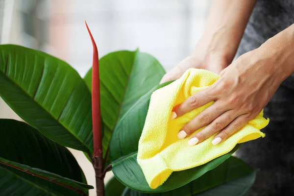 Young Woman Gently Wipes Green Leaves Ficus — Stock Photo, Image