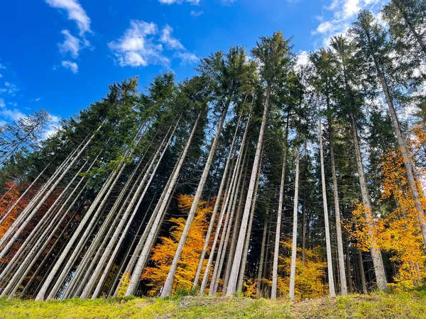 Φανταστικό Δάσος Φθινόπωρο Στην Καρπάθια Βουνά Ουκρανία — Φωτογραφία Αρχείου
