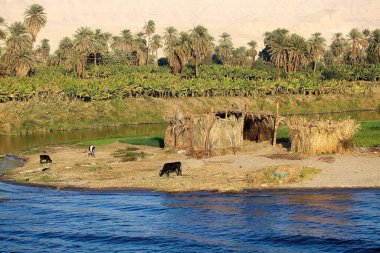 Nil nehri boyunca Luxor ve Aswan arasındaki manzara, Mısır. Ağaçlar ve kulübelerle manzara