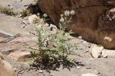 Tacikistan 'daki Gorno-Badakhshan' daki Bartang Nehri boyunca bitki yetiştirmek. Badakhshan, Tacikistan 'ın doğusunda, Pamir Dağları' nda özerk bir bölgedir.