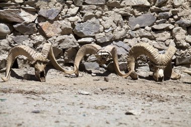 Horn ram at the house of a nomadic shepherd along the Bartang Valley in the Gorno-Badakhshan in Tajikistan. The Badakhshan is an autonomous region in eastern Tajikistan, in the Pamir Mountains clipart