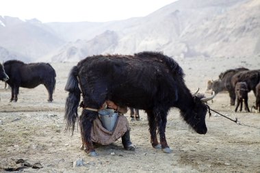 Tacikistan 'daki Gorno-Badakhshan' daki Bartang Vadisi boyunca dağların arasında göçebe bir çobanın kampında bir öküzün sağılması. Badakhshan, Tacikistan 'ın doğusunda, Pamir Dağları' nda özerk bir bölgedir.