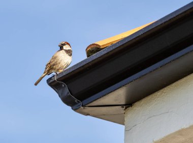 Ev çatısında bir serçe.