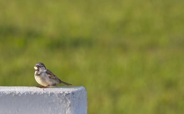Gün doğumunda yemek yiyen bir serçe.