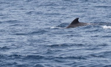 Atlantik Okyanusunda Pilot balina