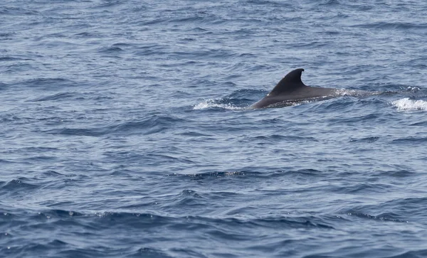 Πιλοτική Φάλαινα Στον Ατλαντικό Ωκεανό Royalty Free Φωτογραφίες Αρχείου