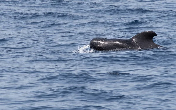 Una Balena Pilota Sulla Costa Tenerife Nel Mare Atlantico Immagini Stock Royalty Free