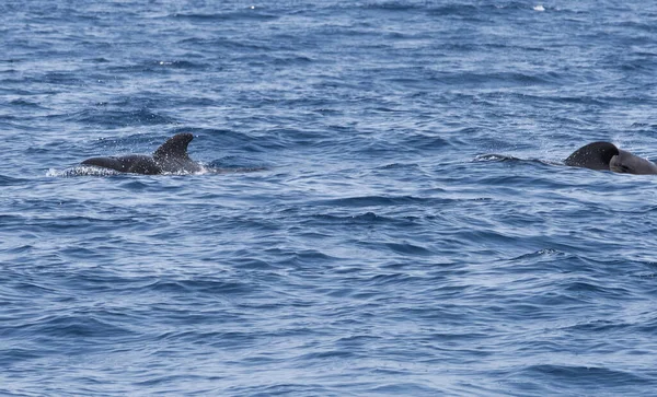 大西洋でのパイロットクジラの眺め ストック写真