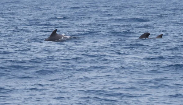 Πιλοτικές Φάλαινες Στον Ατλαντικό Ωκεανό Άποψη Εικόνα Αρχείου