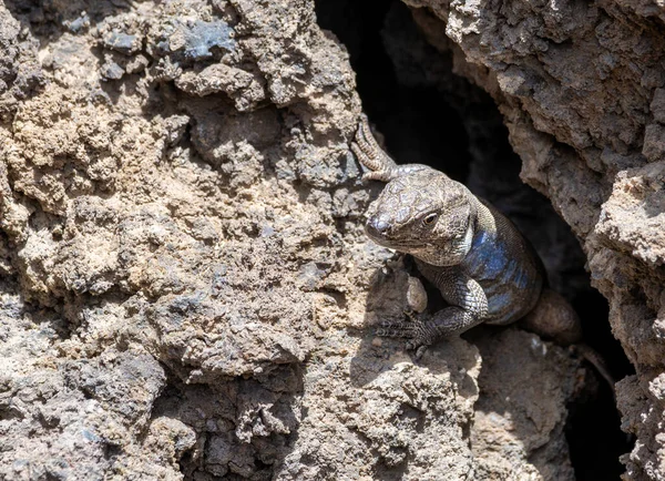 Lizard Tizon Canary Islands 클로즈업 스톡 이미지