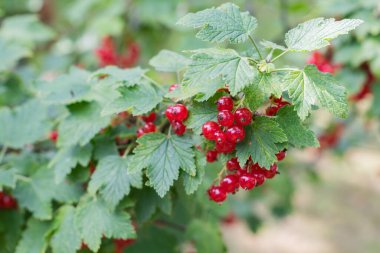 Bunches of ripe red currants.