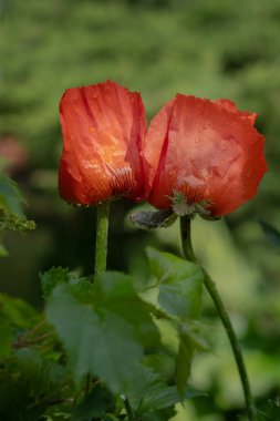 Yeşil arka planda iki kırmızı haşhaş.