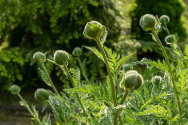 Bahçe haşhaşı. Yeşil arka planda izole edilmiş çiçek açmamış gelincikler.