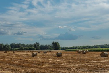 Güzel bir yaz gökyüzünün altında saman balyalarıyla sakal tarlası
