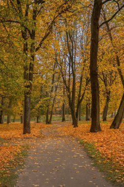 Autumn Park Alley in Bialystok.Autumn Park Landscape.