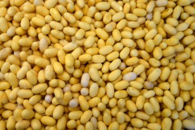 Top view of pile of yellow silkworm cocoons, natural raw material fibers. a source of silk thread and silk fabric