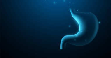 İnsan midesi. İç organ. Görüntü vektörü