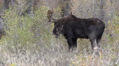 Sonbaharda Wyoming 'de tekdüze bir geyik.