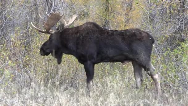 Egy Bika Jávorszarvas Rutin Wyoming Ősszel — Stock videók