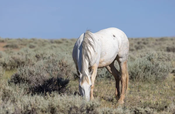 Beautiful Wild Horse Wyoming Desert Summer — Stockfoto