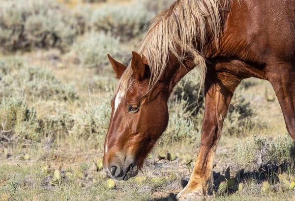 Beautiful Wild Horse Wyoming Desert Summer — Stockfoto