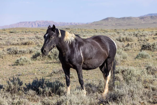 Beautiful Wild Horse Wyoming Desert Summer — 图库照片
