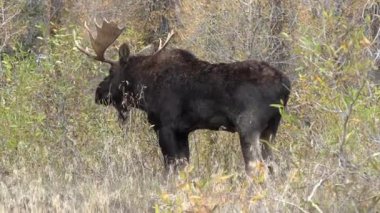 Sonbaharda Wyoming 'de tekdüze bir geyik.
