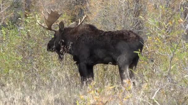 Egy Bika Jávorszarvas Rutin Wyoming Ősszel — Stock videók