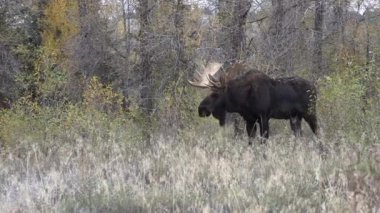 Sonbaharda Wyoming 'de tekdüze bir geyik.