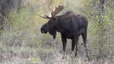 Sonbaharda Wyoming 'de tekdüze bir geyik.