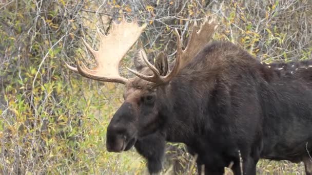 Býk Říji Wyomingu Podzim — Stock video