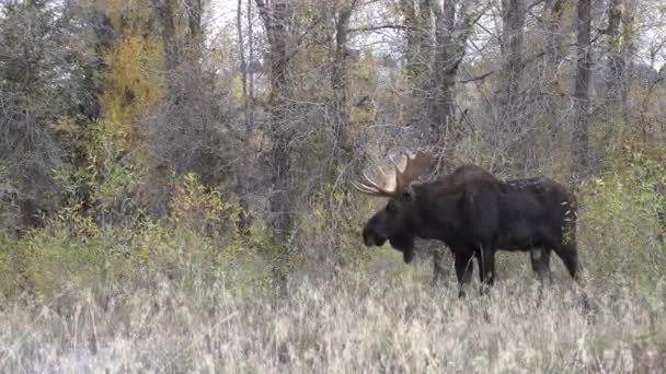 Ein Elchbulle Der Trab Wyoming Herbst — Stockvideo