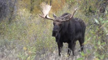 Sonbaharda Wyoming 'de tekdüze bir geyik.