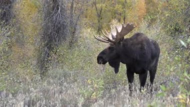 Sonbaharda Wyoming 'de tekdüze bir geyik.