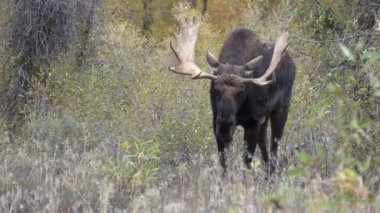 Sonbaharda Wyoming 'de tekdüze bir geyik.