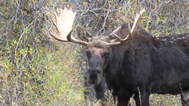 Een Stier Eland Sleur Wyoming Herfst — Stockvideo