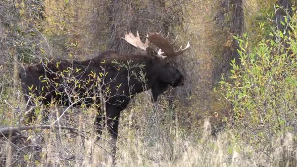 Alce Toro Rutina Wyoming Otoño — Vídeos de Stock