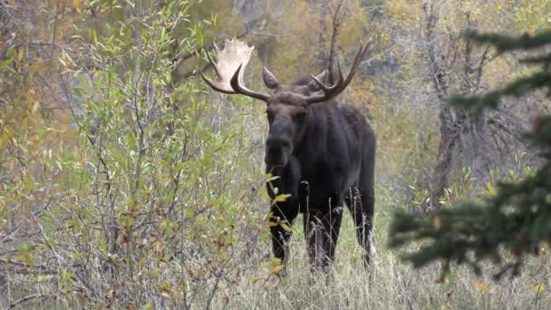 Łoś Byk Rucie Wyoming Jesienią — Wideo stockowe