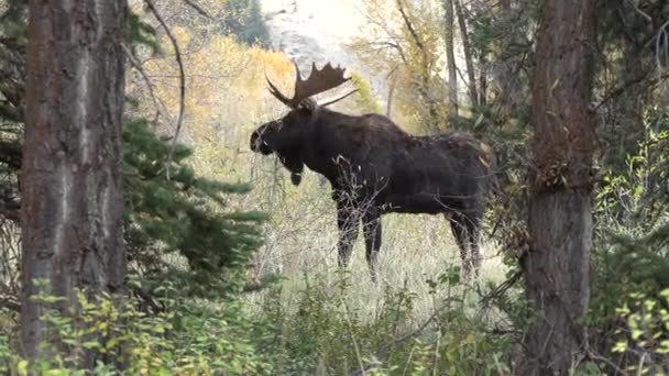 Alce Toro Rutina Wyoming Otoño — Vídeos de Stock