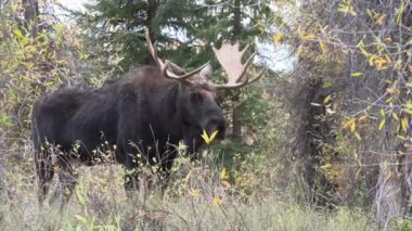 Wyoming 'deki sonbahar monotonluğu sırasında bir geyik.