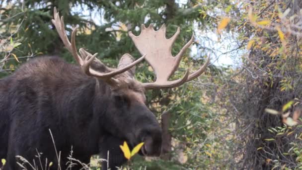 Egy Bika Jávorszarvas Őszi Kerékvágásban Wyomingban — Stock videók