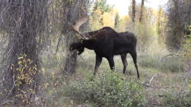 Wyoming düşme rut sırasında bir boğa geyiği