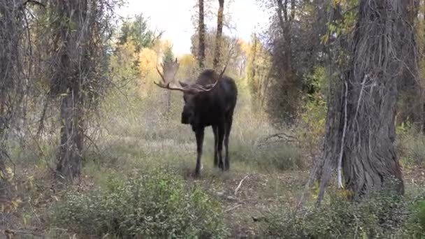 Egy Bika Jávorszarvas Wyoming Során Őszi Rut — Stock videók