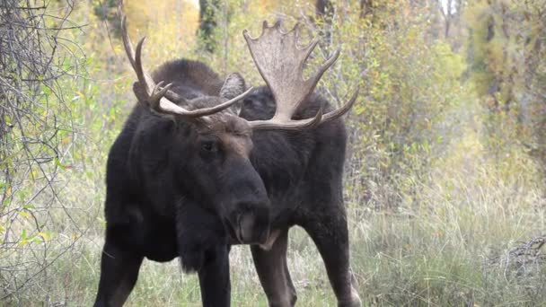 Bull Älg Wyoming Hösten Brunsten — Stockvideo