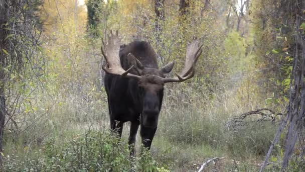 Μια Άλκη Ταύρο Στο Wyoming Κατά Διάρκεια Της Πτώσης Αποτελμάτωση — Αρχείο Βίντεο