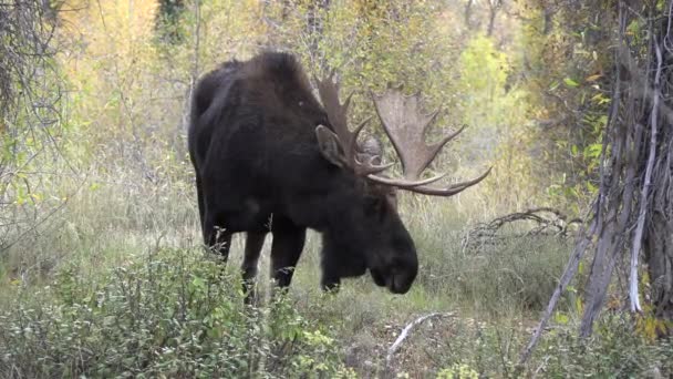 Okse Elg Wyoming Løbet Efteråret Skure – Stock-video