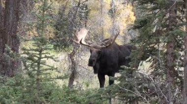 Wyoming düşme rut sırasında bir boğa geyiği