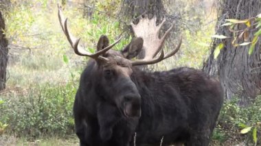 Wyoming düşme rut sırasında bir boğa geyiği