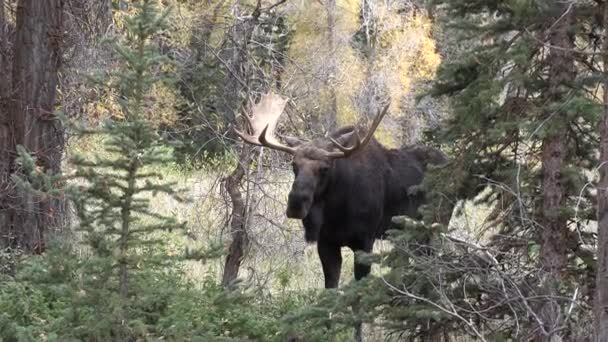 Alce Toro Wyoming Durante Rutina Otoño — Vídeos de Stock